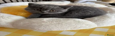 British shorthair Kitten 4