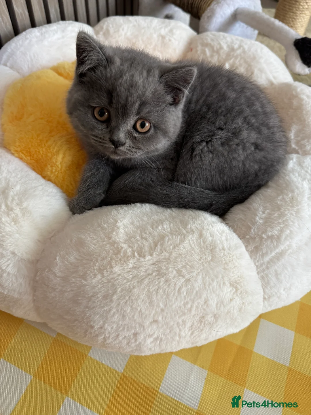 British Shorthair cats for sale: 5 spectacular kittens looking for new families. - Advert 2