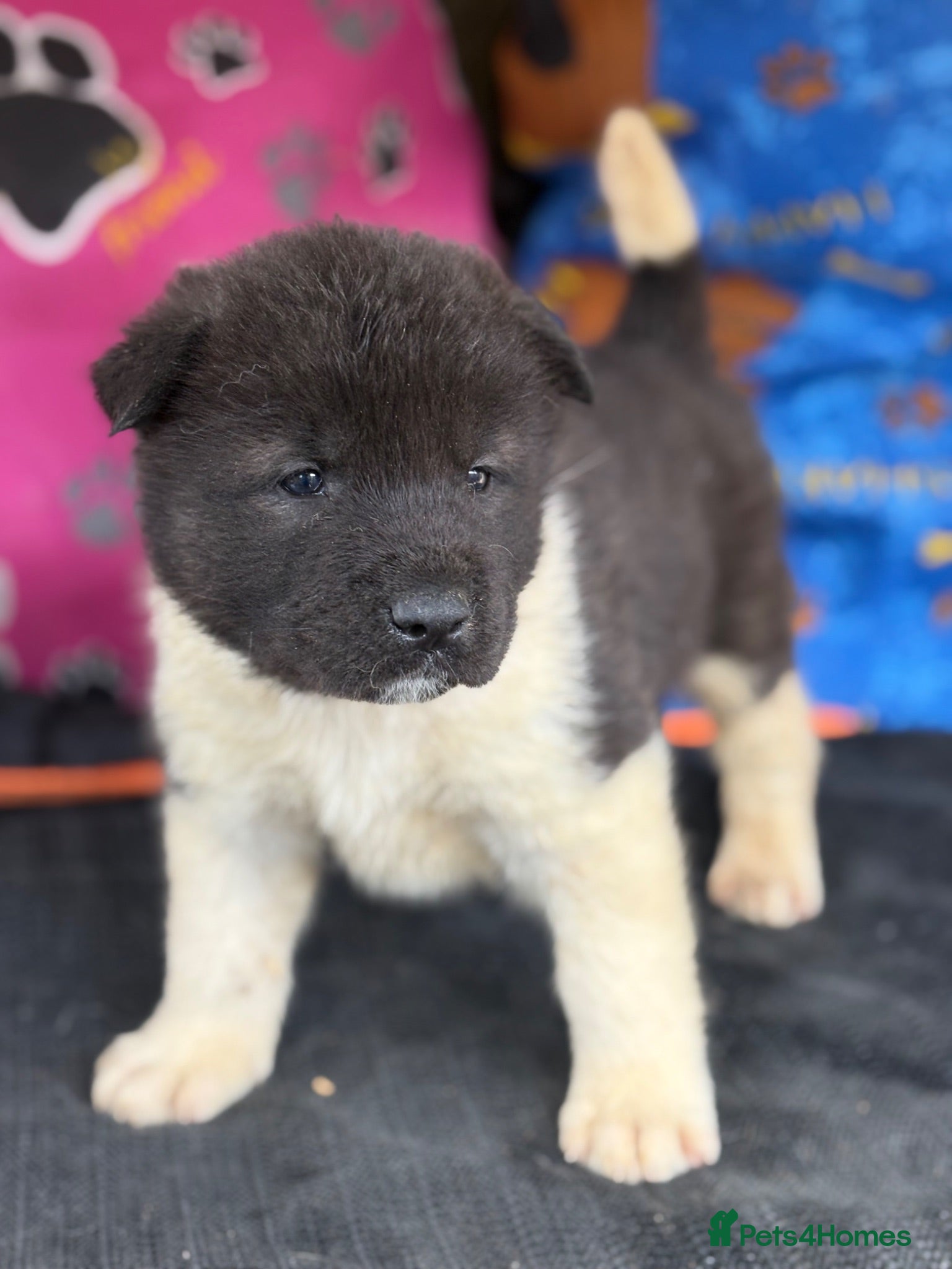 Akita dogs KC registered American Akita Puppies - Advert 2