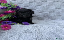 Cockapoo dogs for sale: F1 Showtype Cockapoo - Image 5