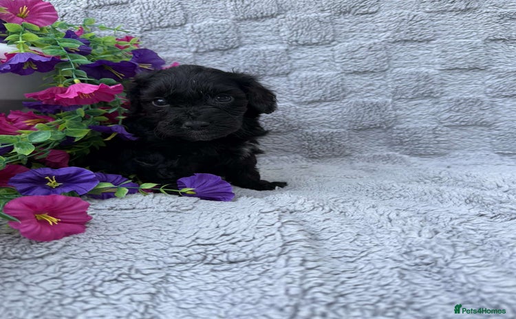 Cockapoo dogs - Advert 1