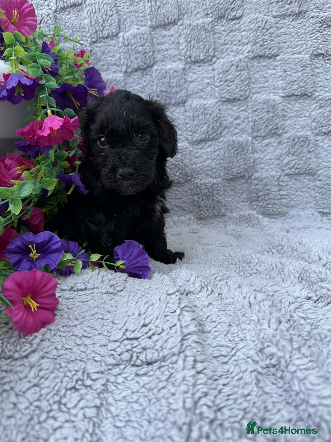 Cockapoo dogs for sale: F1 Showtype Cockapoo - Image 5