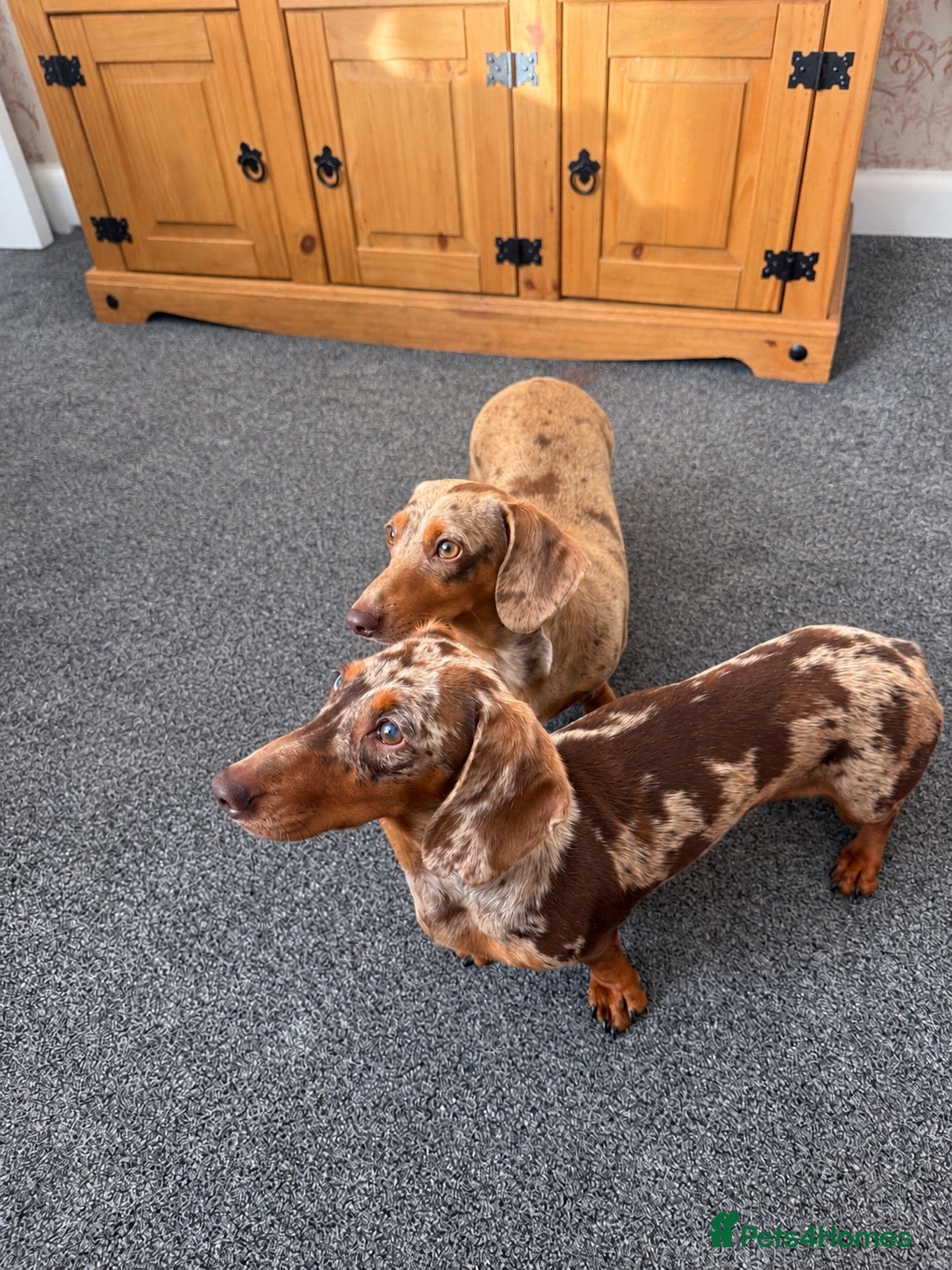 Miniature Dachshund dogs Honey & Mapel – Beautiful Dapple DachshundS - Advert 1
