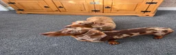 Miniature Dachshund dogs for sale: Honey & Mapel – Beautiful Dapple DachshundS - Advert 1