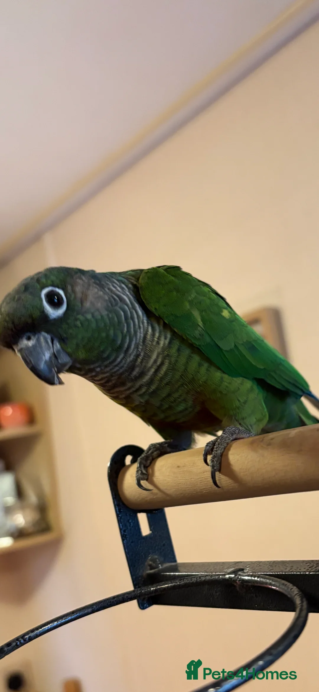 Conures birds for sale: Green Cheek Conure  - Advert 1