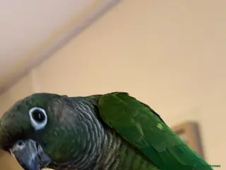 Conures birds Green Cheek Conure - Advert 1