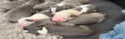 Staffordshire Bull Terrier dogs for sale: Beautiful Blue Staffordshire Bull Terrier Puppies in Hinckley - Advert 3