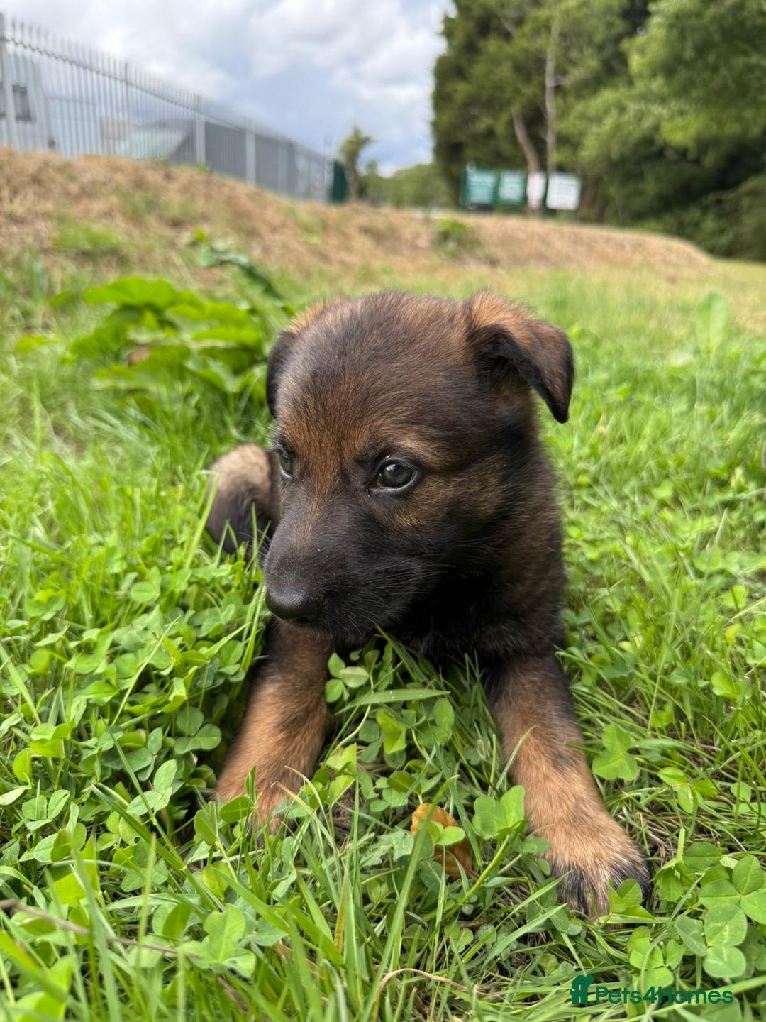 German Shepherd dogs for sale: Germany 🇩🇪 shepherd puppies dogs 🐕 big boned - Image 15