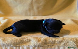 Shihpoo dogs for sale: ADORABLE F1B SHIHPOO PUPPIES! - Image 8