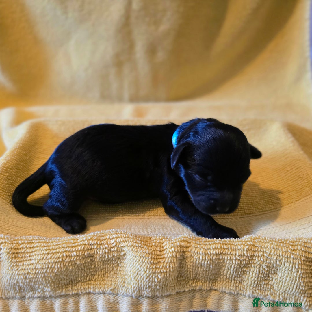 Shihpoo dogs for sale: ADORABLE F1B SHIHPOO PUPPIES! - Image 8