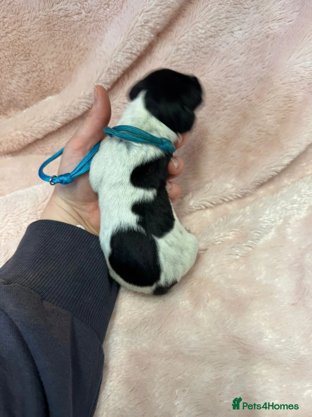 German Shorthaired Pointer dogs for sale: Gorgeous Green Short Haired Pups - Serbian Blood - Advert 6