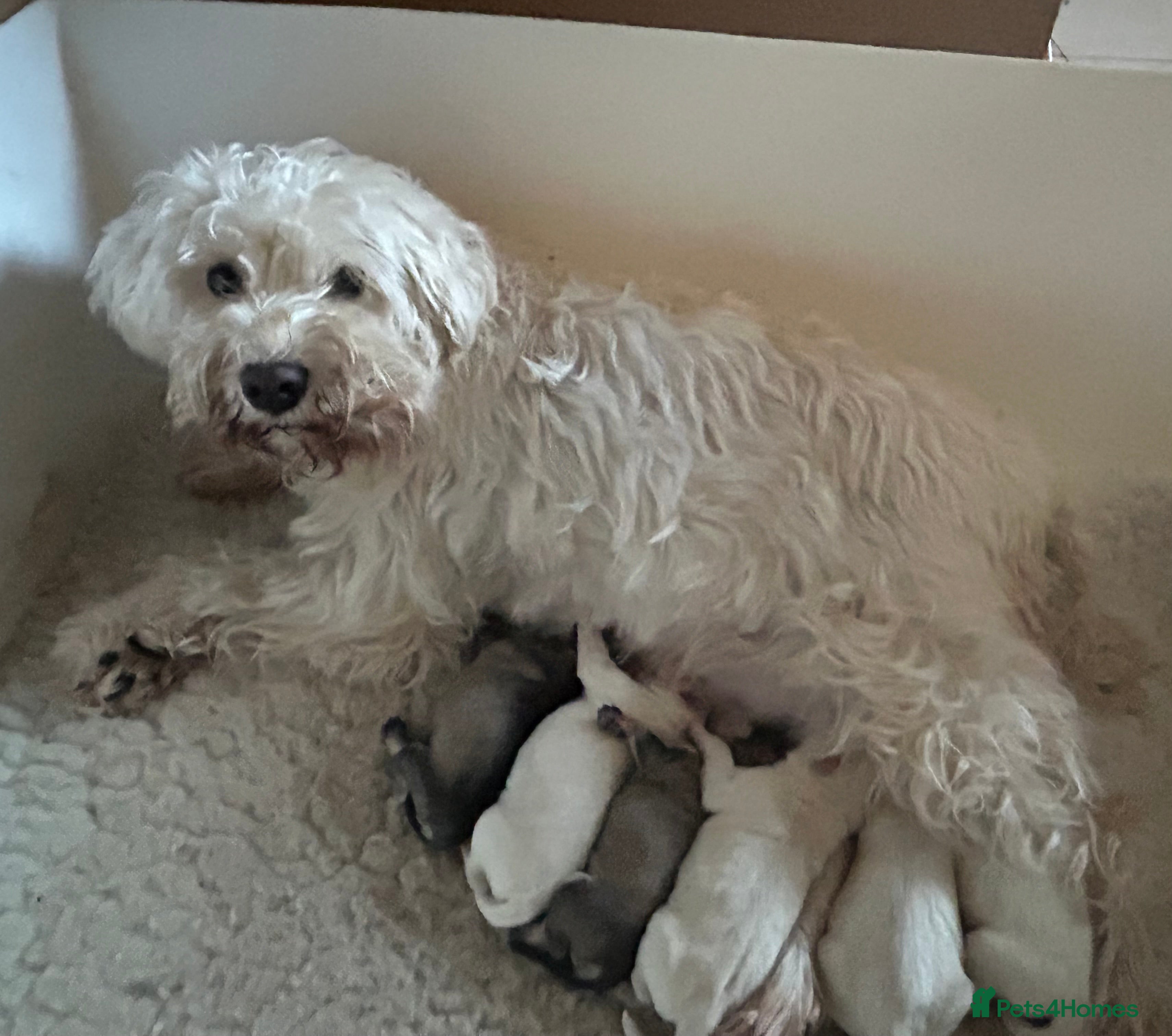 Miniature Schnauzer dogs Stunning KC Reg Miniature Schnauzers - Advert 6