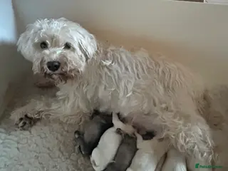 Miniature Schnauzer dogs Stunning KC Reg Miniature Schnauzers - Advert 6