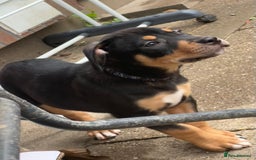 Mixed Breed dogs for sale: Heinz Pups for Sale  - Image 7