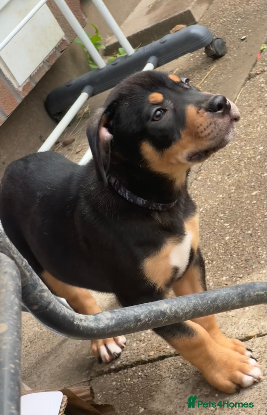 Mixed Breed dogs for sale: Heinz Pups for Sale  - Image 7