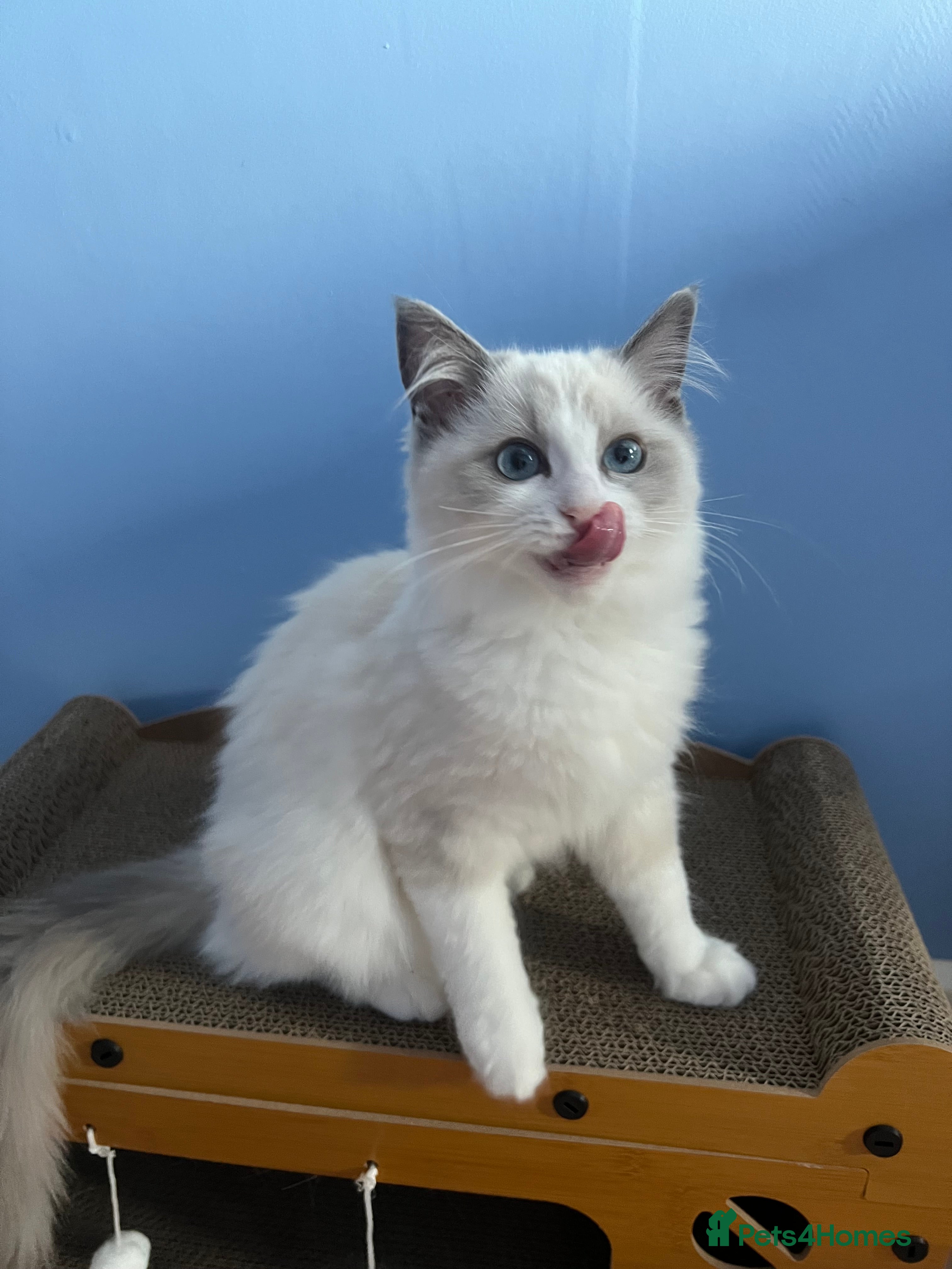 Ragdoll cats Ragdoll Kittens Championship DNA tested GCCF reg - Advert 1