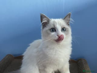Ragdoll cats Ragdoll Kittens Championship DNA tested GCCF reg - Advert 18