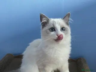 Ragdoll cats Ragdoll Kittens Championship DNA tested GCCF reg - Advert 9