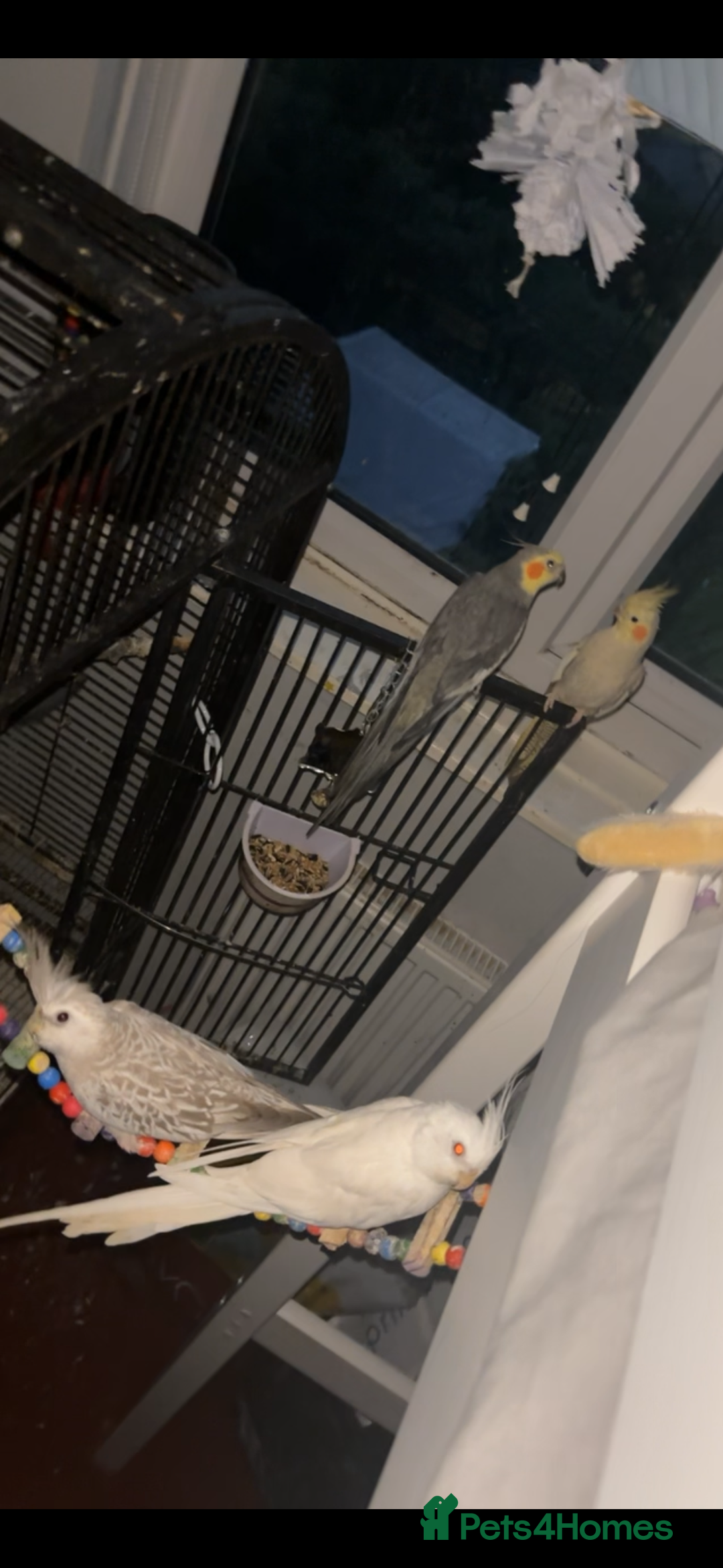 Cockatiels birds for sale: 4 beautiful cockatiels for sale  - Advert 8