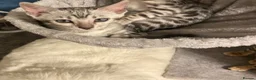 Bengal cats for sale: Meet Aspen A Icy-Silver Bengal GCCF registered✨ - Advert 11