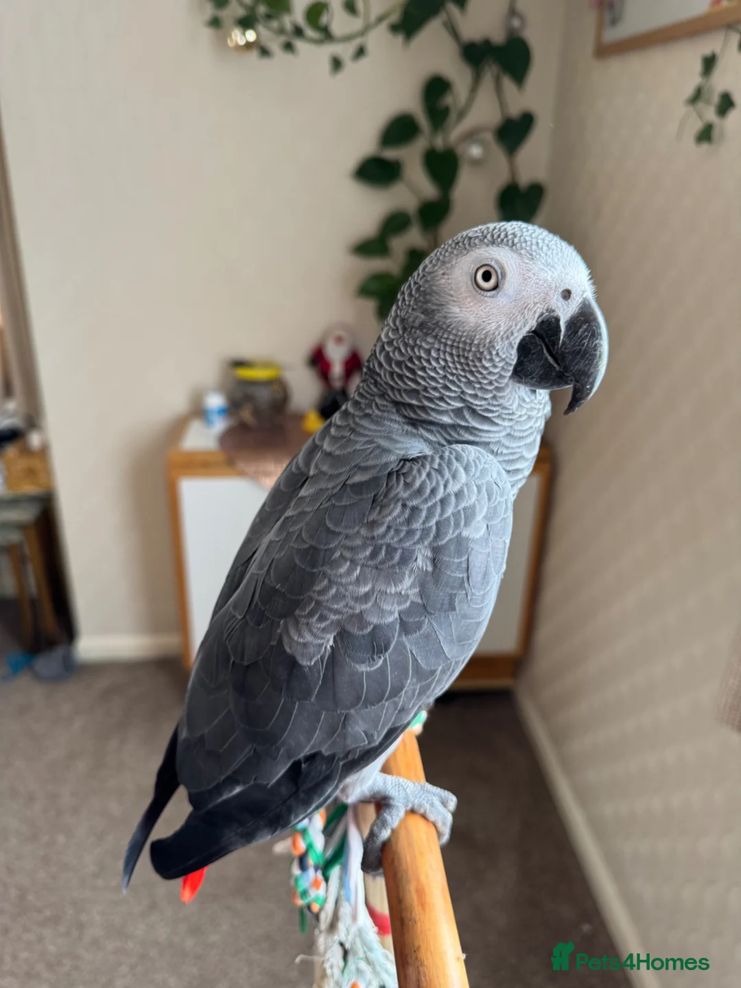 Parrots birds for sale: African Grey  in Plymouth - Advert 2