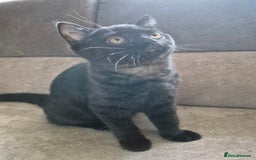 British Longhair cats for sale: British longhair male and shorthair girl Ready Now - Image 4