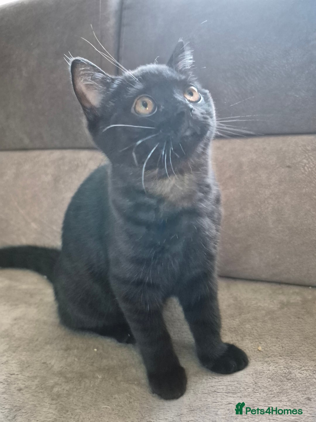 British Longhair cats for sale: British longhair male and shorthair girl Ready Now - Image 4