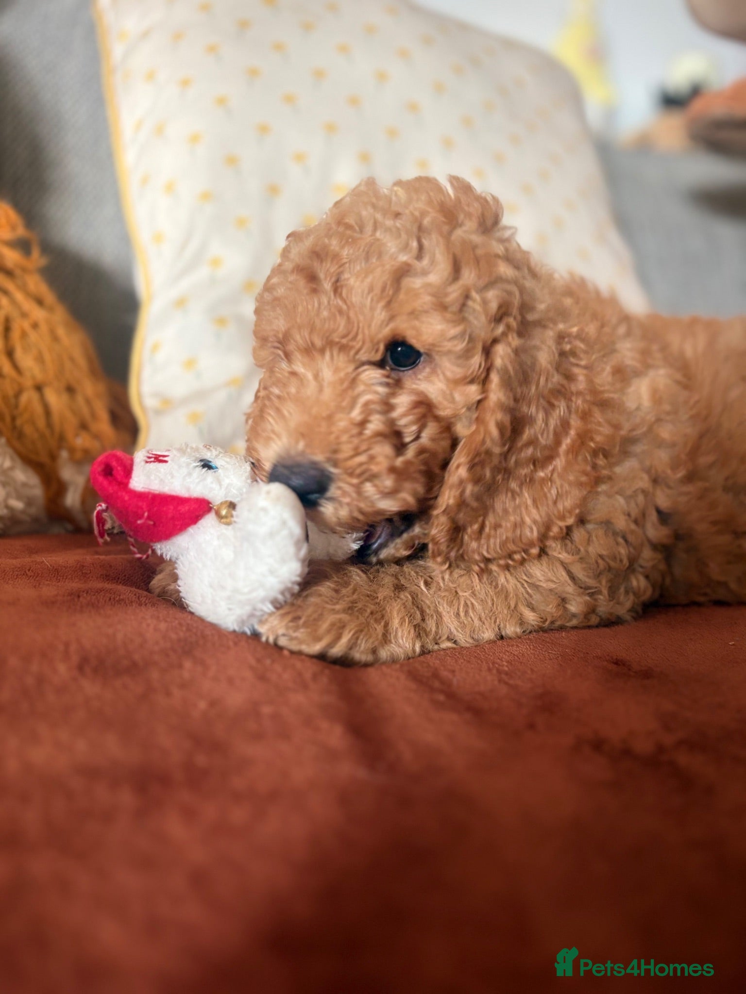 Mini Goldendoodle dogs READY NOW Gorgeous Mini Goldendoodles - Advert 6