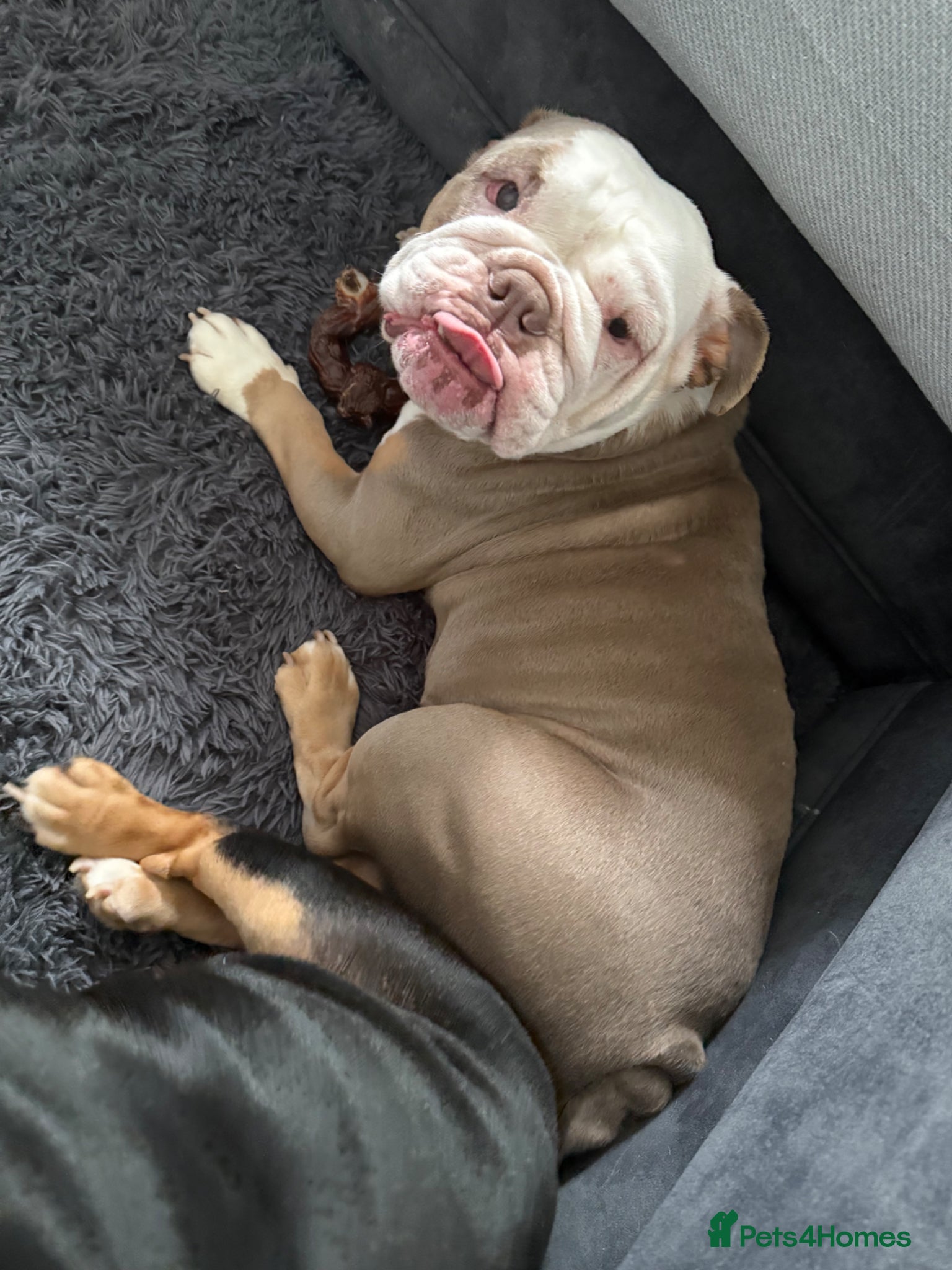 English Bulldog dogs British bulldog - Advert 1