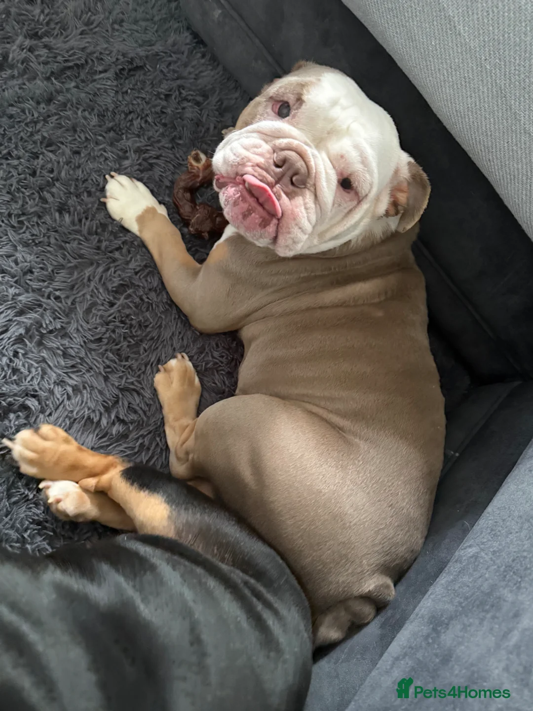 English Bulldog dogs for sale: British bulldog in Stanley - Advert 1