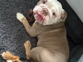 English Bulldog dogs British bulldog - Advert 1