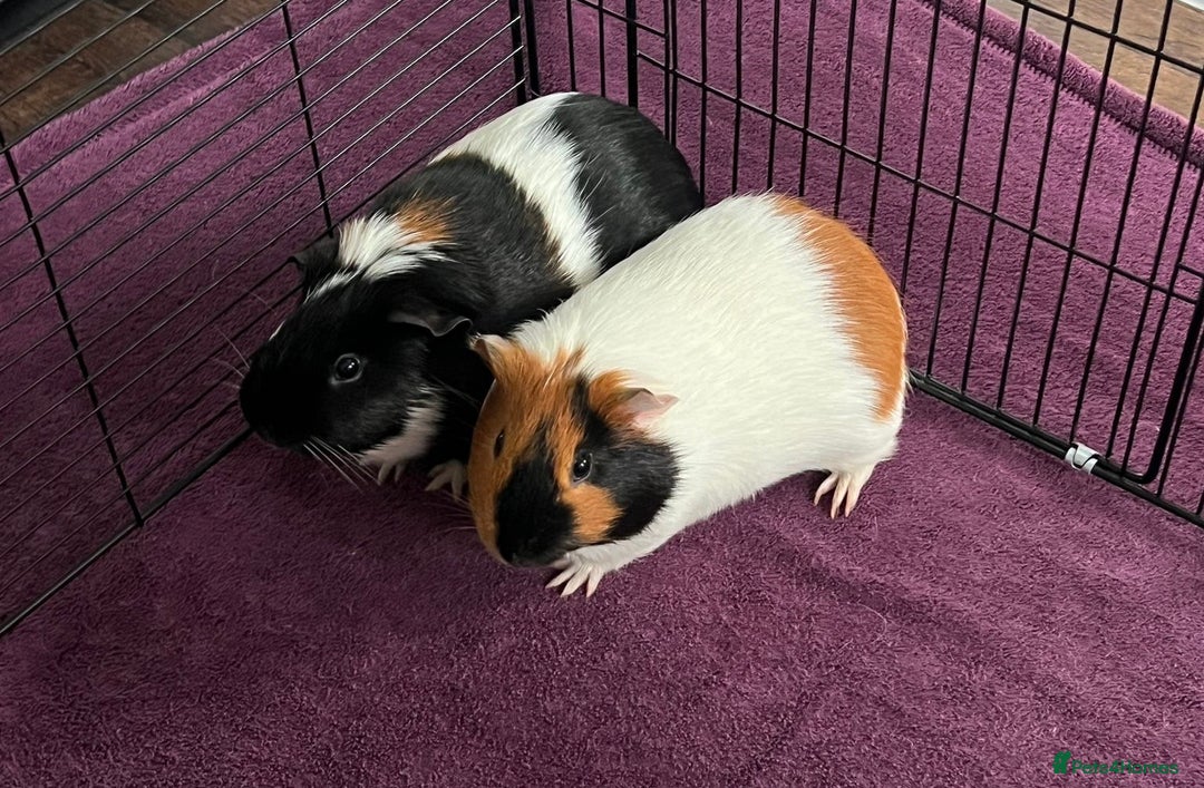 Guinea Pig rodents for sale: Bonded male guinea pigs - Image 1