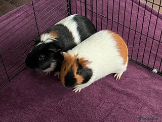 Guinea Pig rodents - Advert 1