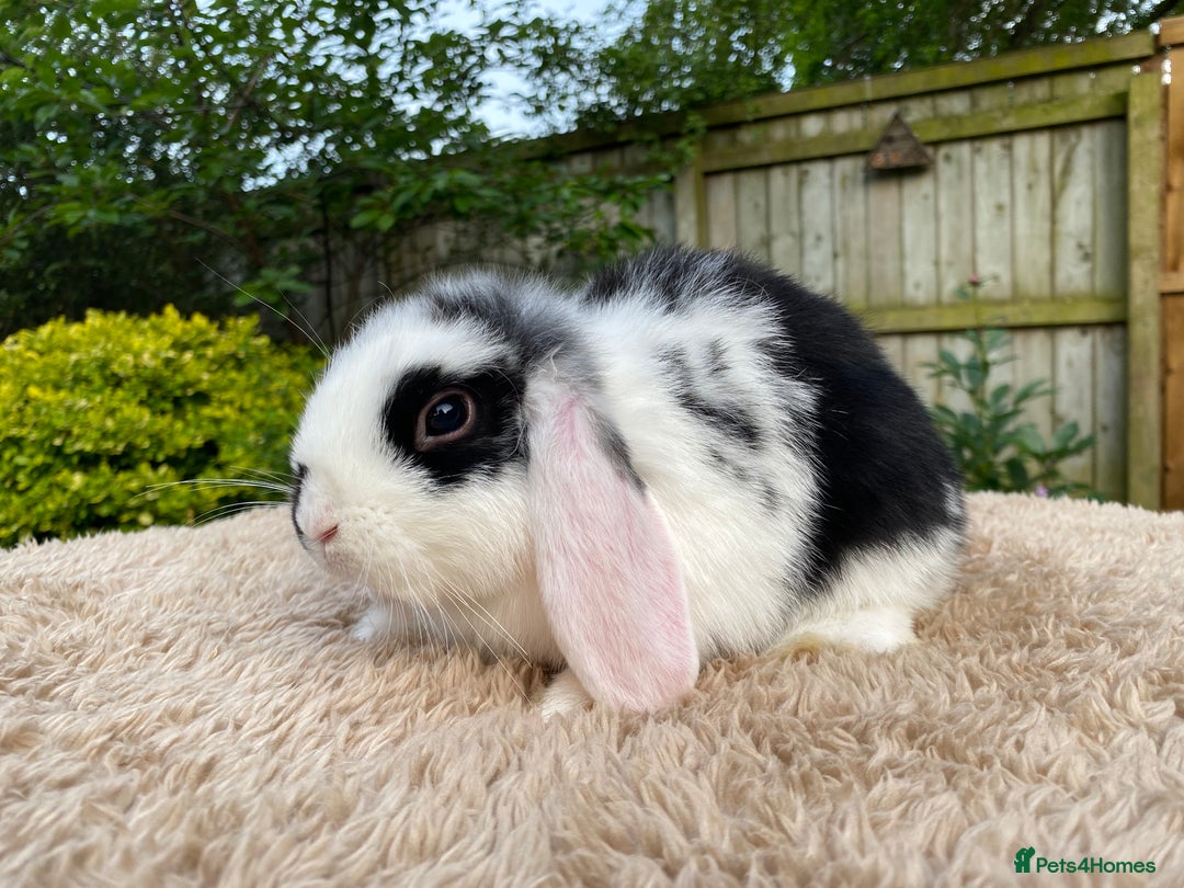Mini Lop rabbits for sale: Baby Mini Lops For Sale - Image 8