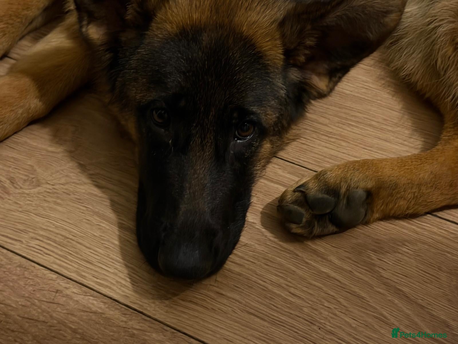 German Shepherd dogs Stunning 7-Month-Old Pedigree German Shepherd - Advert 4