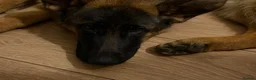 German Shepherd dogs for sale: Stunning 7-Month-Old Pedigree German Shepherd - Advert 1