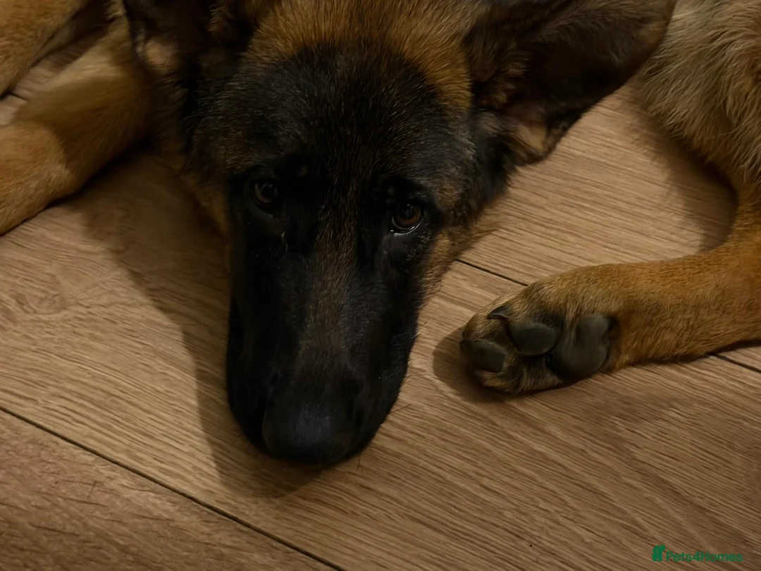 German Shepherd dogs for sale: Stunning 7-Month-Old Pedigree German Shepherd - Advert 1