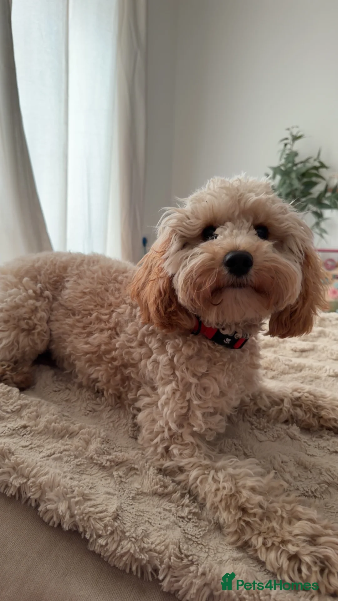 Cockapoo dogs for adoption: Miniature cockapoo - Advert 1