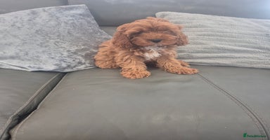 Cavapoo dogs - Advert 16