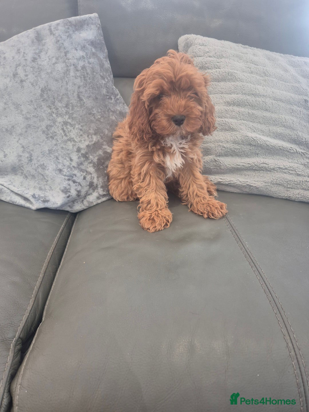 Cavapoo dogs for sale: Stunning Cavapoo Babies - ready this weekend - Image 3