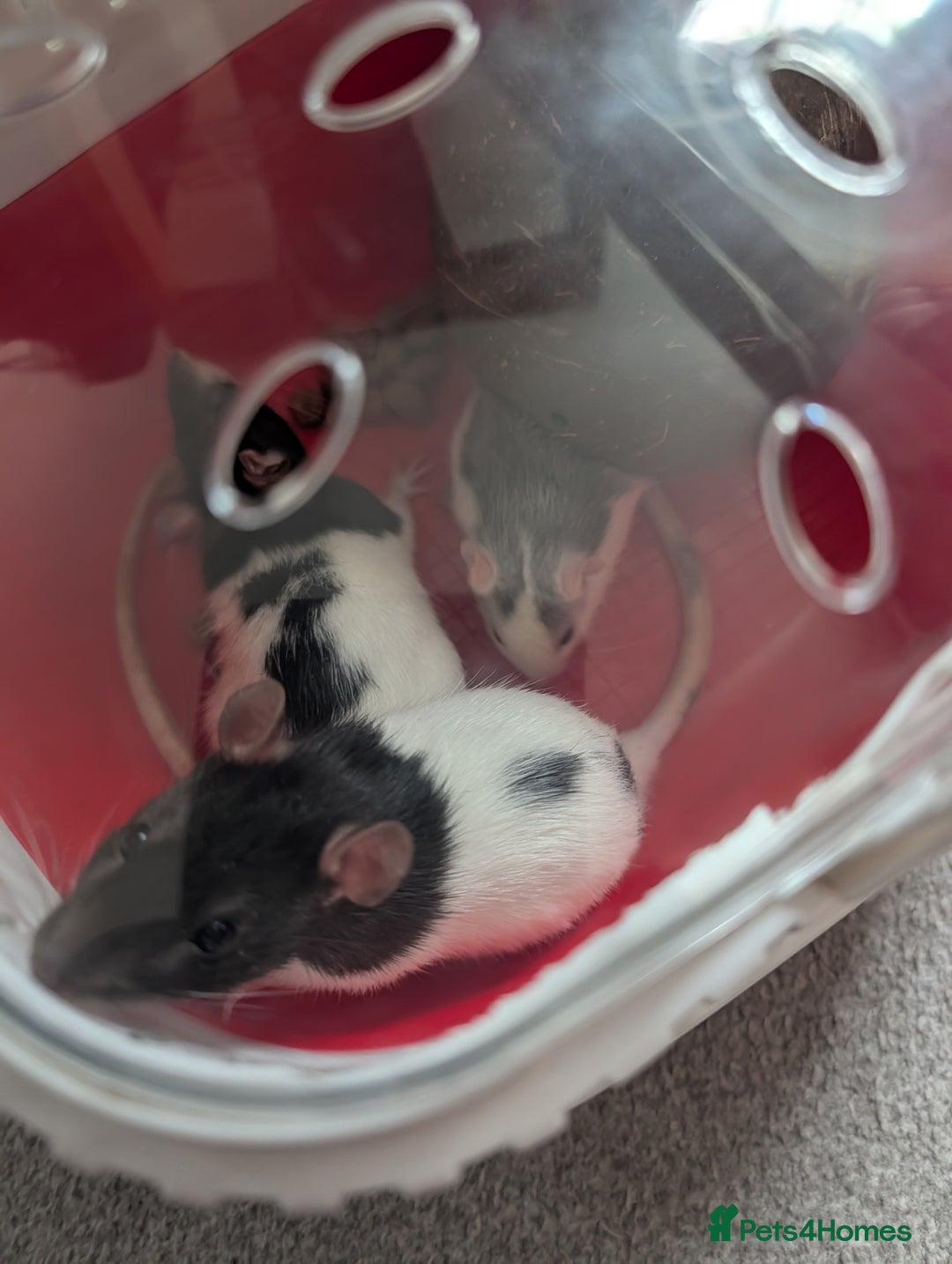 Rat rodents for sale: Free rats with set up - Image 1