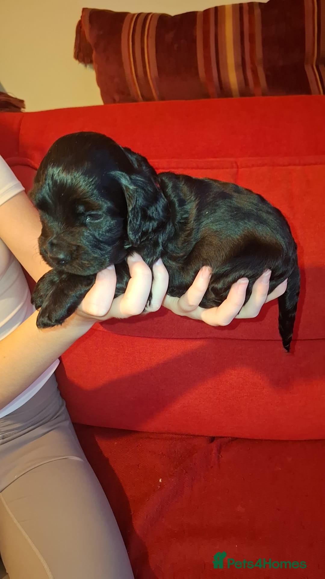 Cocker Spaniel dogs for sale: KC Registered Working Cocker Spaniel Puppies - Advert 6