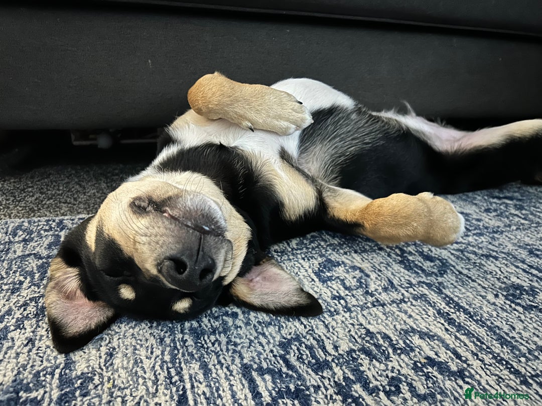 Mixed Breed dogs for sale: Our beautiful boy Koda💙 - Advert 21