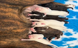 Boxer dogs for sale: White boxer puppies for sale  - Image 2
