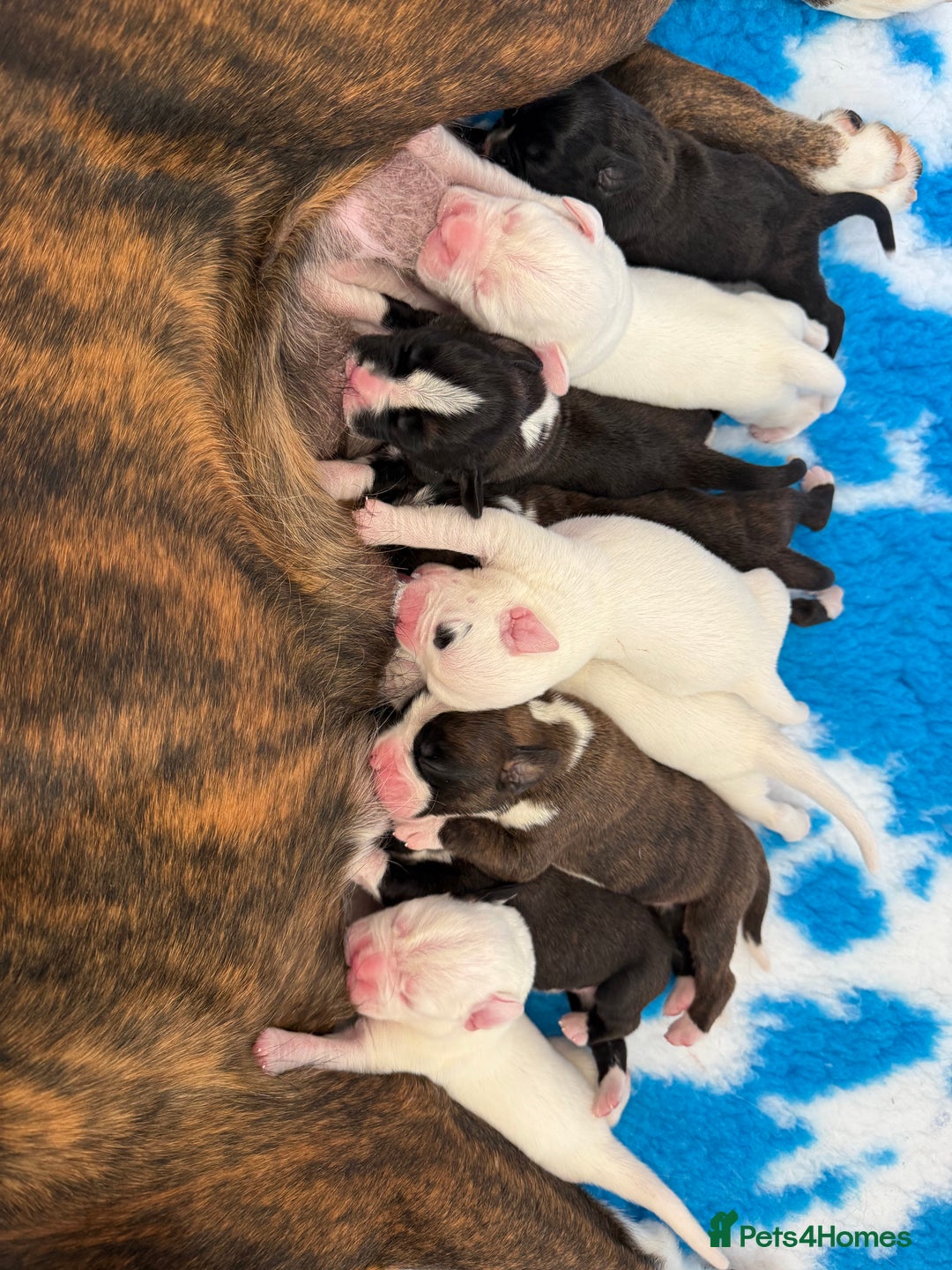 Boxer dogs for sale: White boxer puppies for sale  - Image 2