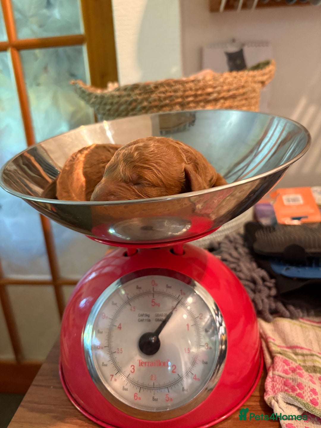 Cockapoo dogs for sale: Beautiful F2 puppy available  - Image 1