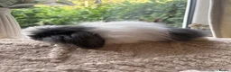 Mini Lop rabbits for sale: Beautiful mini lop baby rabbits  - Advert 18