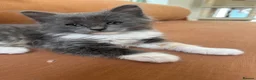 Ragdoll cats for sale: Exceptional 3/4 Ragdoll Girls Ready now! - Advert 25