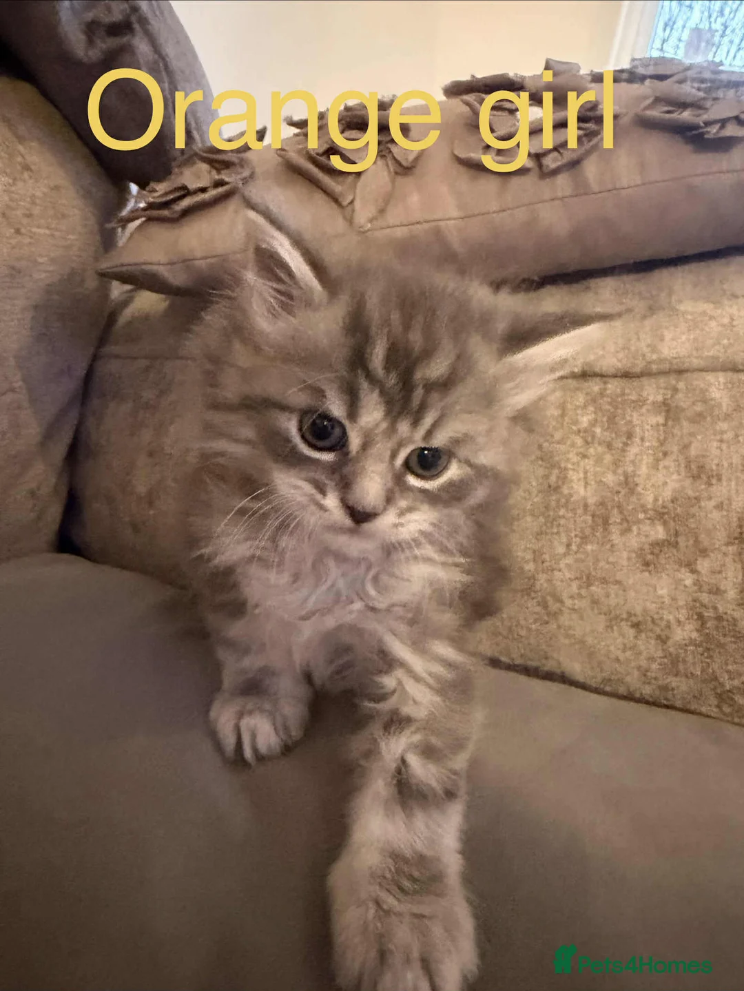 Maine Coon cats for sale: Pure maine coons kittens 2bs 3gs ready 14/2/26 - Advert 12