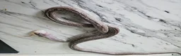 Corn Snake reptiles for sale: 3 corn snakes available  - Advert 2